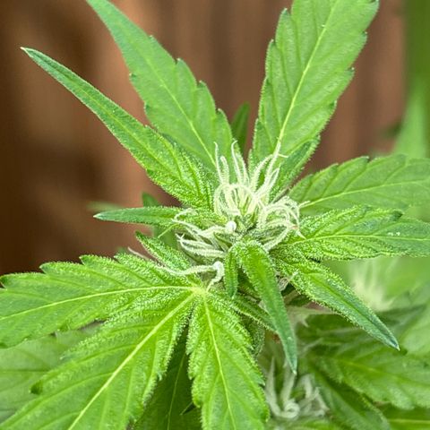 Stress Killer Automatic growlog timeline photo