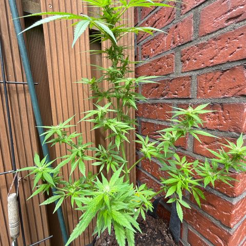 Stress Killer Automatic growlog timeline photo
