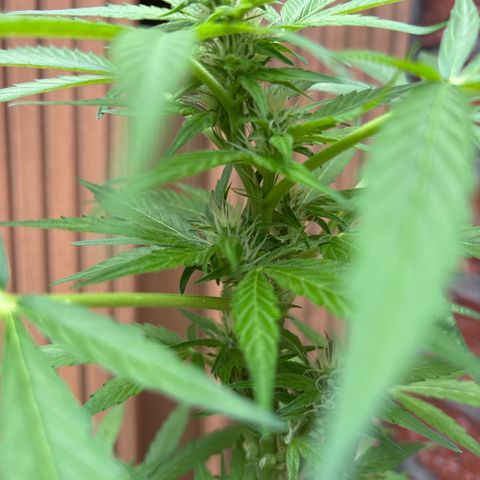 Stress Killer Automatic growlog timeline photo