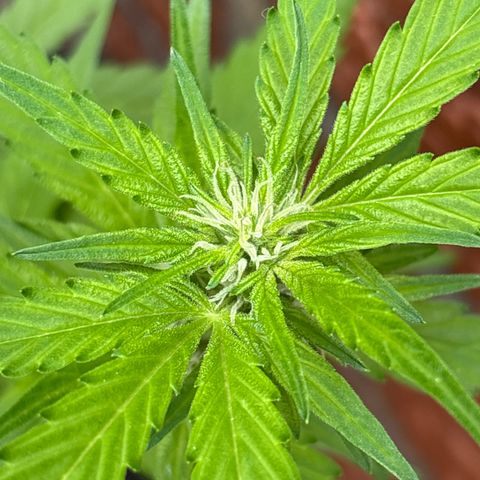 Stress Killer Automatic growlog timeline photo
