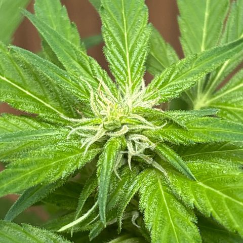 Stress Killer Automatic growlog timeline photo