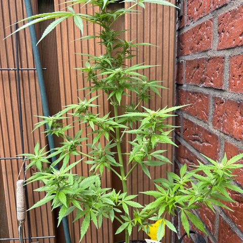 Stress Killer Automatic growlog timeline photo