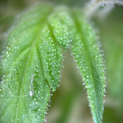 Stress Killer Automatic growlog timeline photo