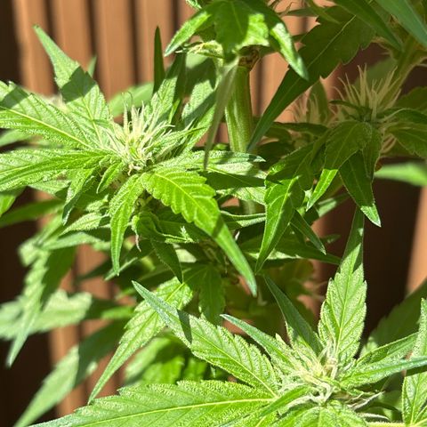Stress Killer Automatic growlog timeline photo
