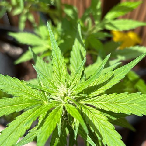 Stress Killer Automatic growlog timeline photo