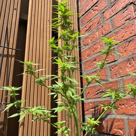 Stress Killer Automatic growlog timeline photo