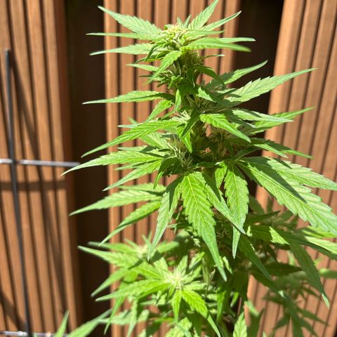 Stress Killer Automatic growlog timeline photo