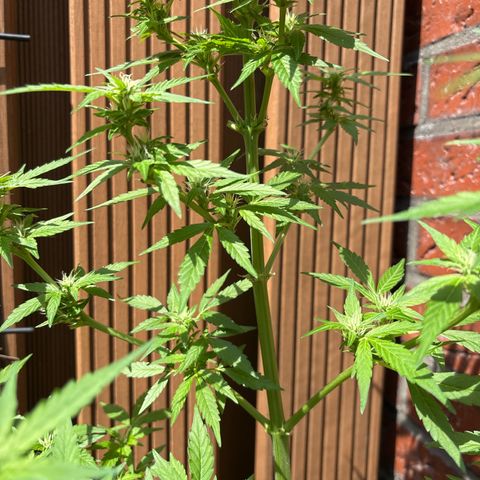 Stress Killer Automatic growlog timeline photo
