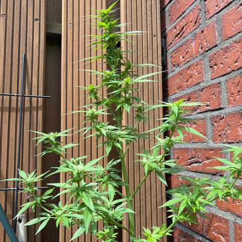 Stress Killer Automatic growlog timeline photo