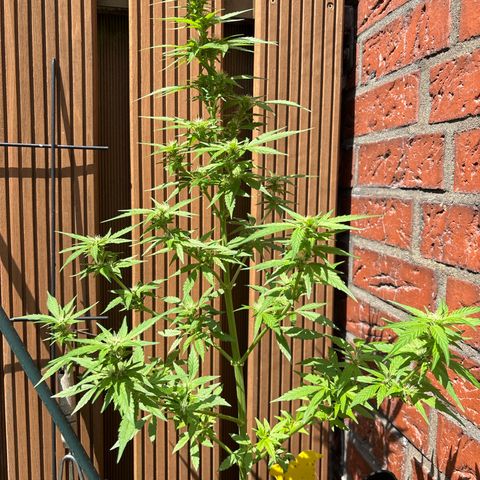 Stress Killer Automatic growlog timeline photo