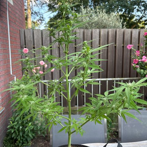 Stress Killer Automatic growlog timeline photo