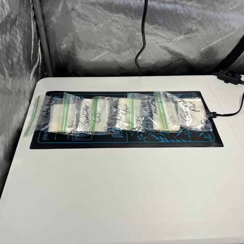 GOG 2 growlog photo: Popping seeds