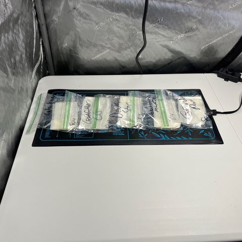GOG 2 growlog photo: Popping seeds