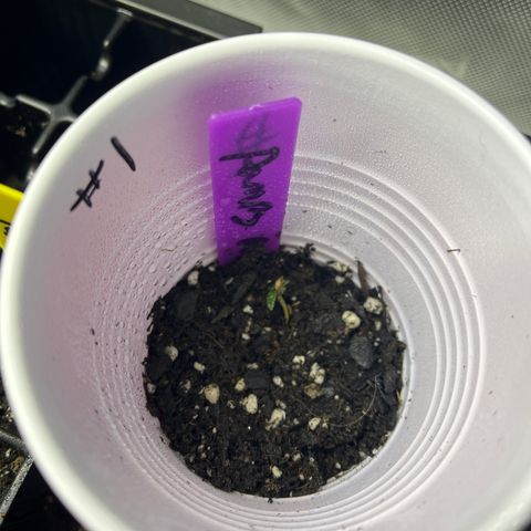 Grandaddy Purple HH growlog photo: Leaves are stuck together 