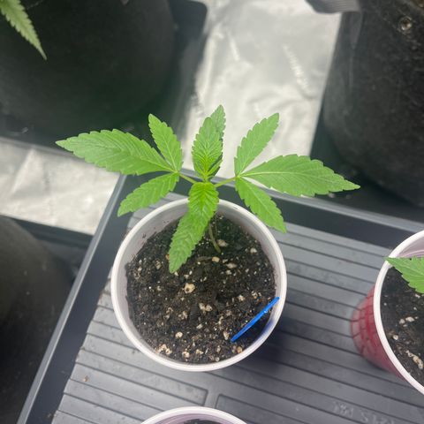 Blueberry Muffin  growlog timeline photo