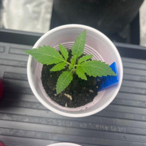 BM 4 growlog timeline photo