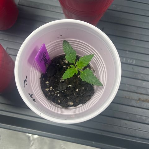 GP 2 growlog timeline photo