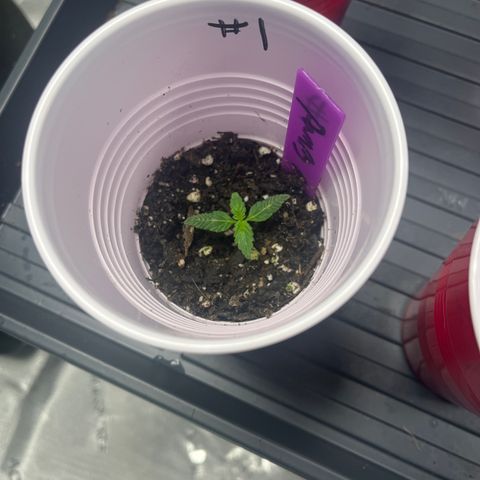 Grandaddy Purple HH growlog timeline photo
