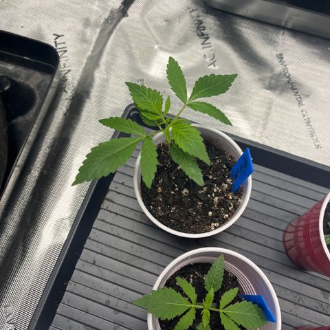 Blueberry Muffin  growlog photo: Fuck yeah bitch
