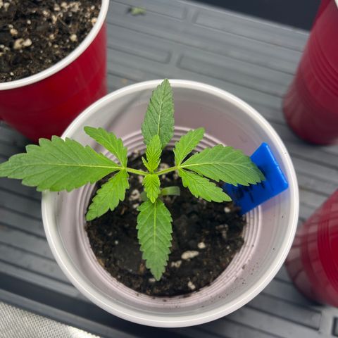 BM 4 growlog timeline photo