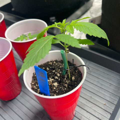 Blueberry Muffin  growlog timeline photo