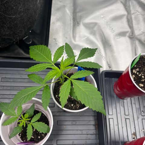 Blueberry Muffin  growlog photo: GD
