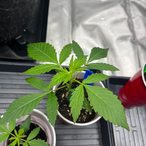 Blueberry Muffin  growlog timeline photo