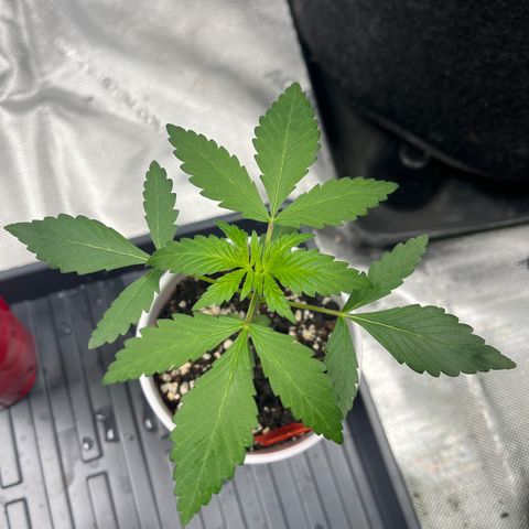 Cafe Racer growlog timeline photo