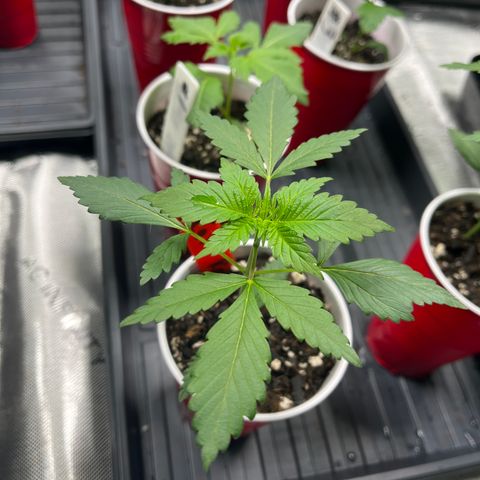 CR 2 growlog timeline photo