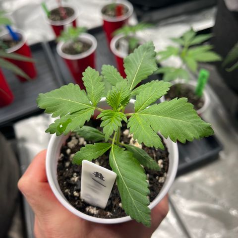 Death Star growlog timeline photo
