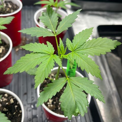 Godfather OG growlog timeline photo