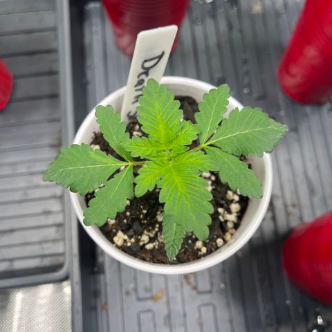 DS 2 growlog timeline photo