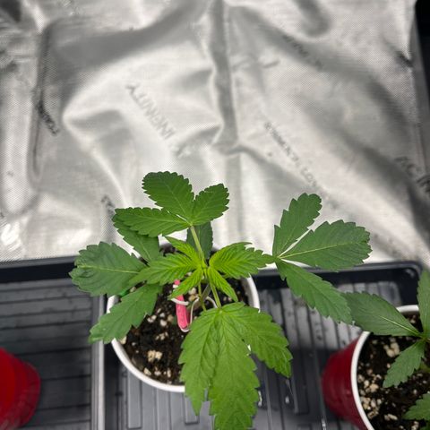 GOG 2 growlog timeline photo