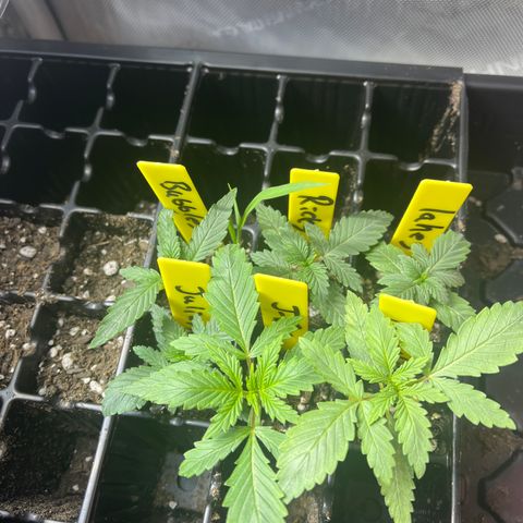 J-Roc growlog timeline photo