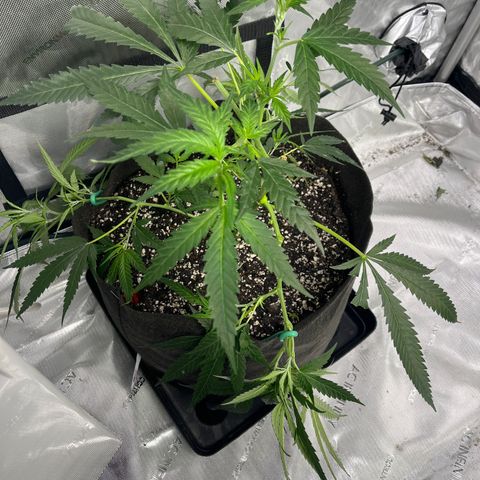 Korialstrasz growlog timeline photo
