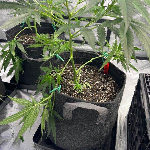 Baleflame growlog timeline photo