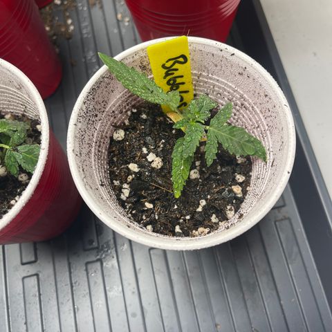 Bubbles growlog timeline photo