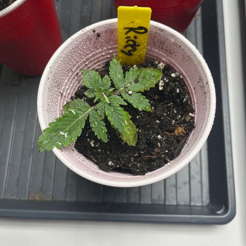 Ricky growlog timeline photo