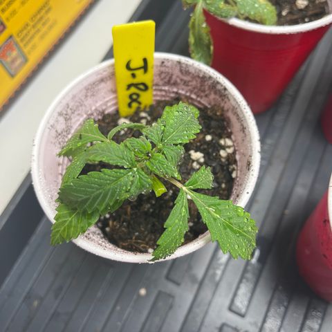 J-Roc growlog timeline photo