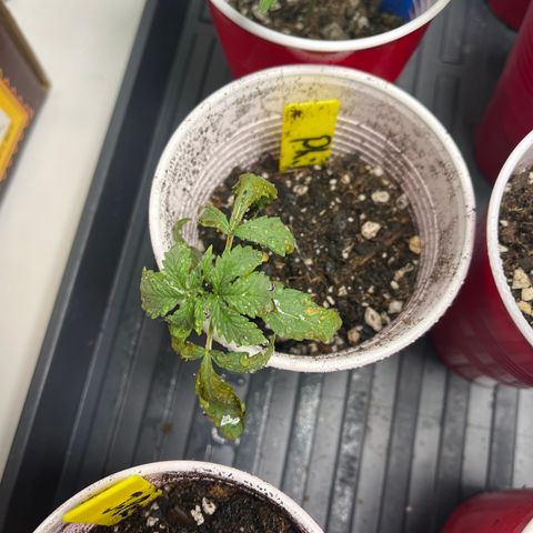 Philadelphia Collins growlog timeline photo