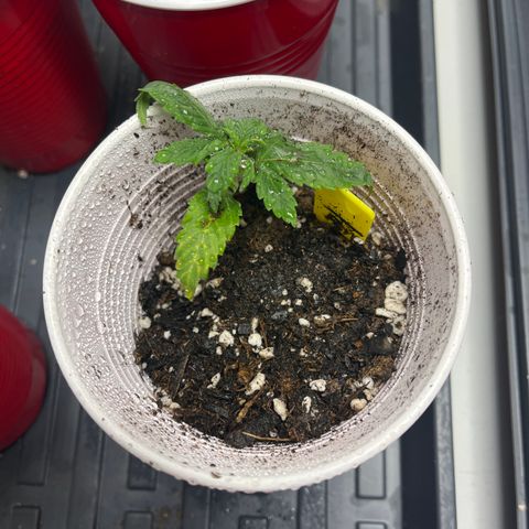 Lahey  growlog timeline photo