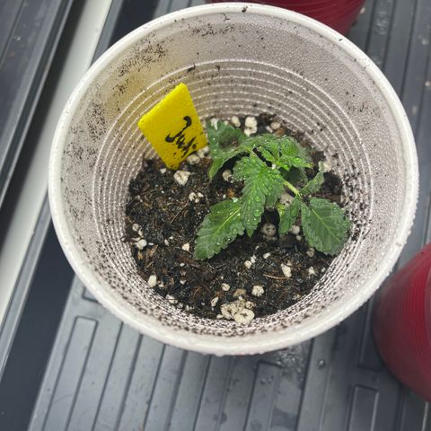 Julian growlog timeline photo