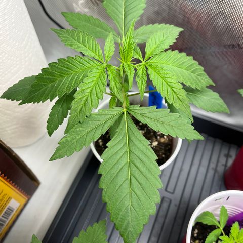 Blueberry Muffin  growlog timeline photo