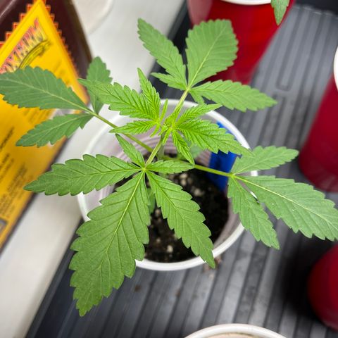 BM 4 growlog timeline photo