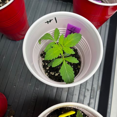 GP 2 growlog timeline photo