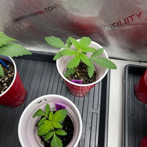 GP 2 growlog timeline photo