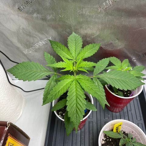 Blueberry Muffin  growlog timeline photo