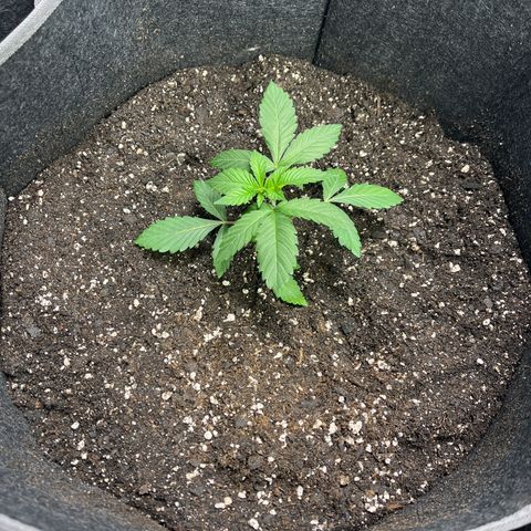 Grandaddy Purple HH growlog photo: Recovered from surgery and repotted into 7 gallon pot