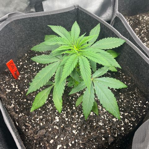 Cafe Racer growlog timeline photo