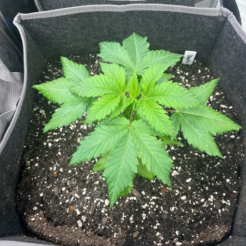 Death Star growlog timeline photo